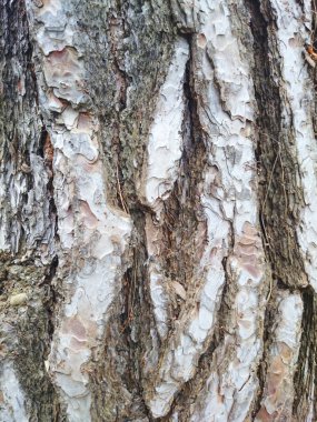 Gövde ahşap arka plan fotoğraf