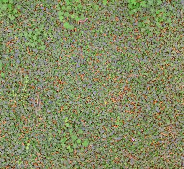 yeşil renkli fotoğraf