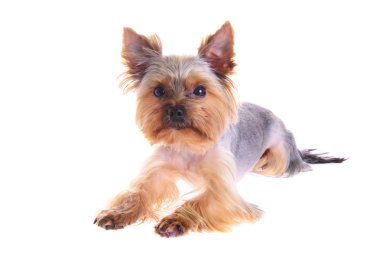 Fotoğraf köpek yavrusu Yorkshire korkunç. Portre. İzole