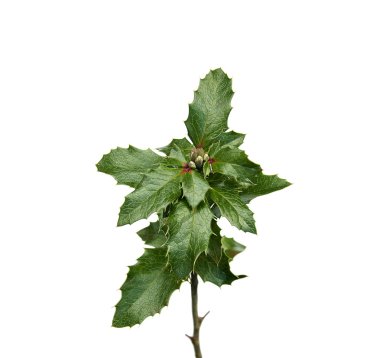 İzole bitkiler silüeti