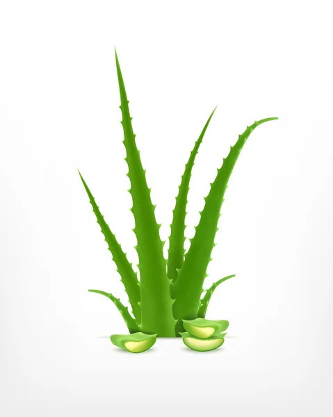 Aloe com fatia de aloés — Vetor de Stock