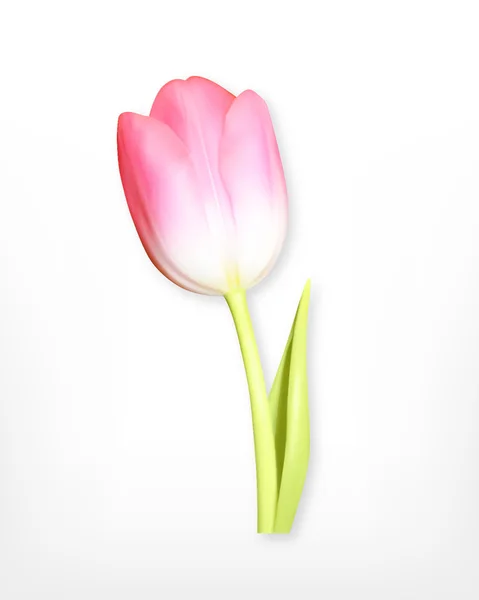 Tulipán rosa. Flor de primavera — Vector de stock