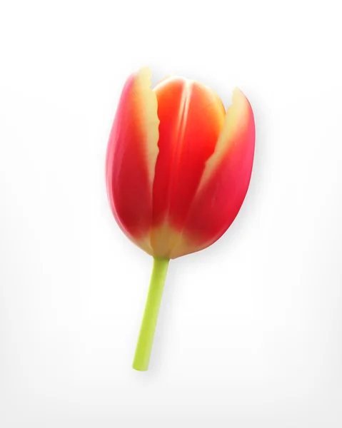 Tulipa vermelha. Flor de primavera — Vetor de Stock