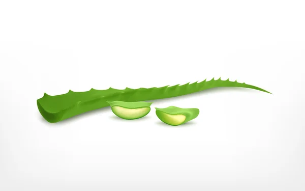 Aloe vera con rebanada — Vector de stock