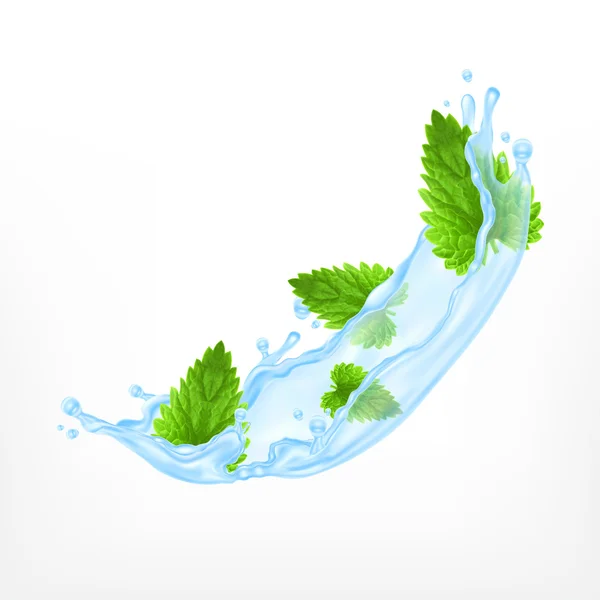 Menthe avec éclaboussure d'eau — Image vectorielle