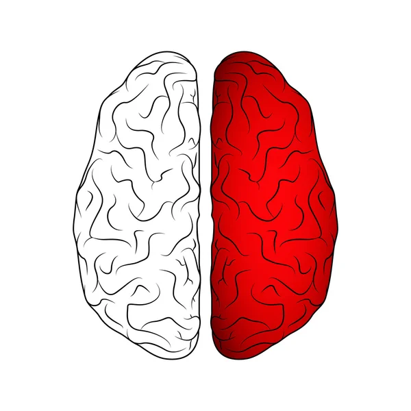 Cerveau isolé sur blanc — Image vectorielle