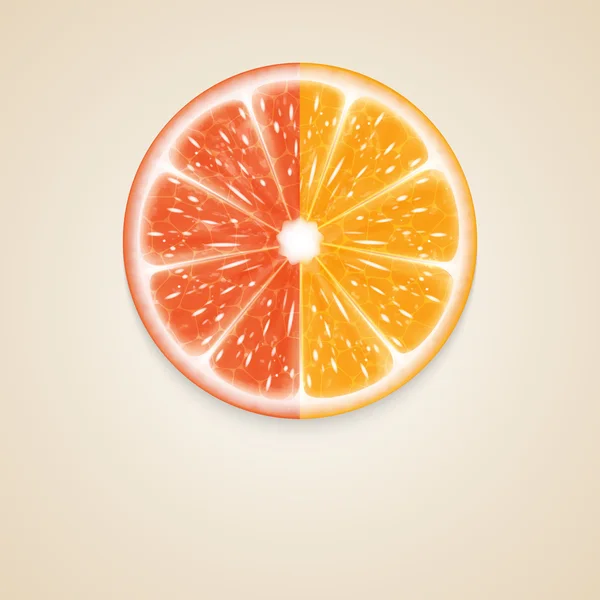 Citrus fruit — Stock Vector