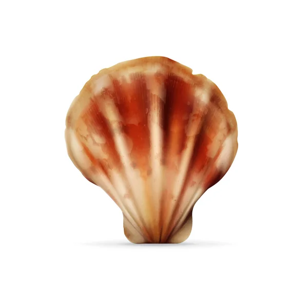 Sea shell — Stockový vektor