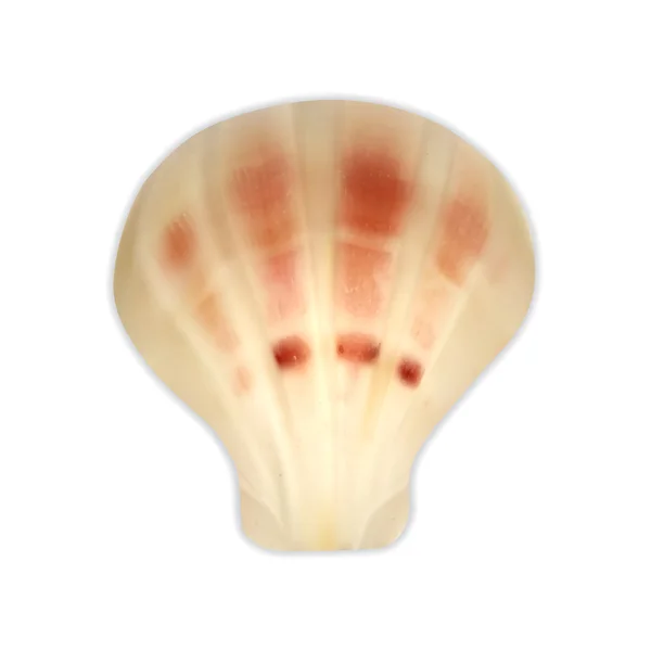 Sea shell — Stockvector