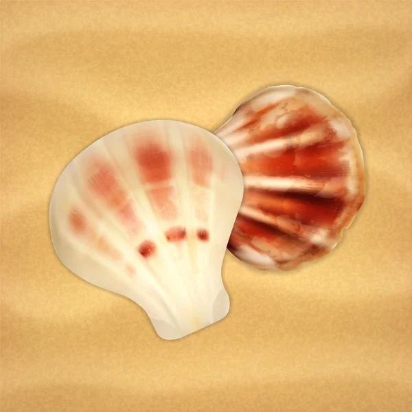 Conchas marinas — Archivo Imágenes Vectoriales