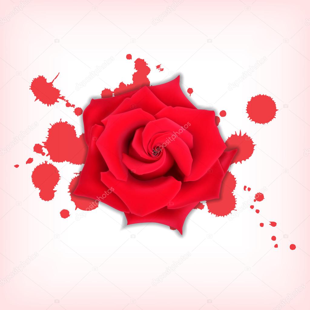 Red rose with splashes
