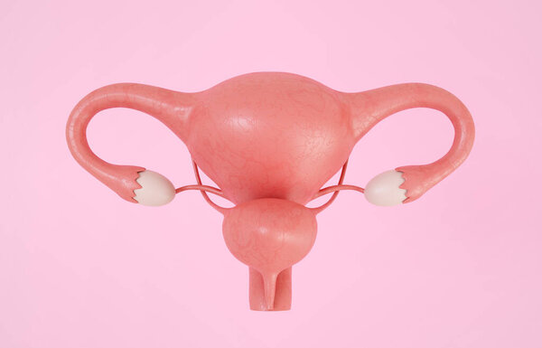 Матка с мочевым пузырем. Женская репродуктивная система на розовом фоне. 3D-рендеринг