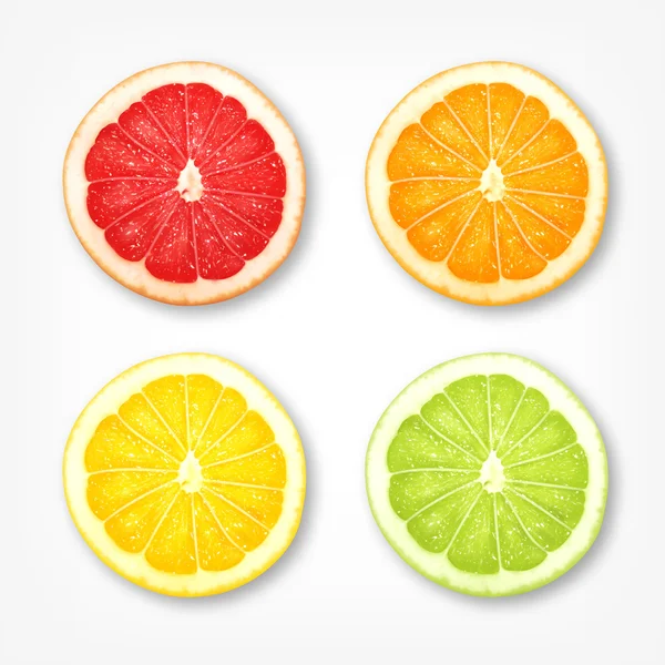 Citrus fruit slices — Stock Vector