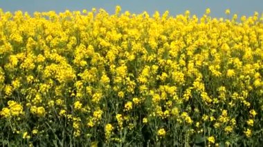 Kanola mahsul plantasyon alanlar - kolza tohumu alanı güneşli yaz günde