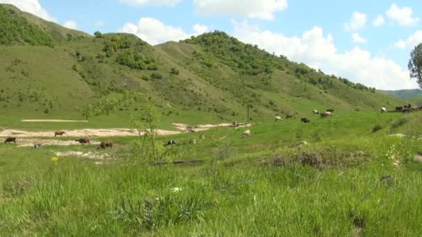 Buzau - Rumunia - czas letni w kraju stronie — Wideo stockowe