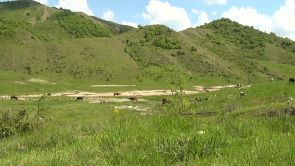 Buzau - Rumania - Hora de verano en el campo — Vídeos de Stock