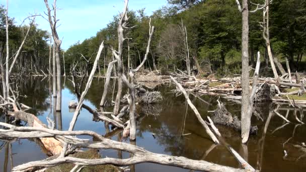 Çevre ve orman hasar — Stok video