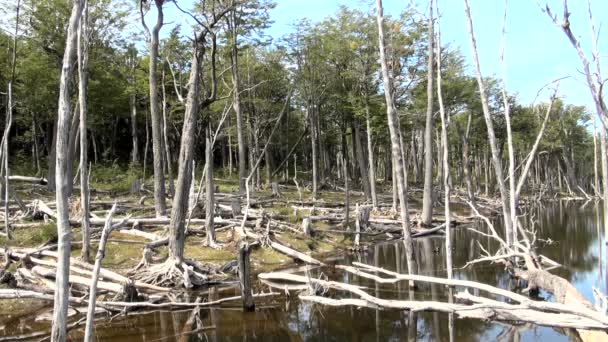 Skador på miljö och skogar — Stockvideo