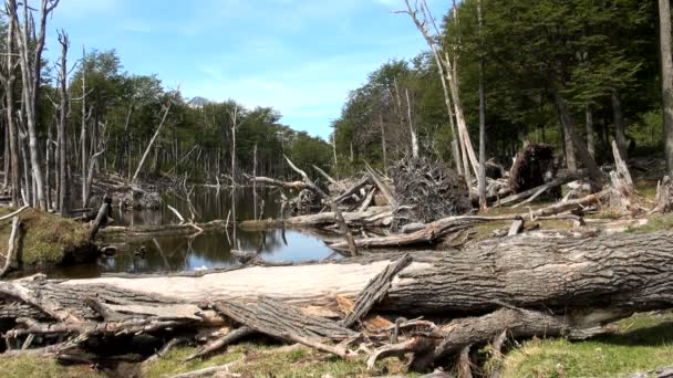 Schade aan het milieu en bossen — Stockvideo