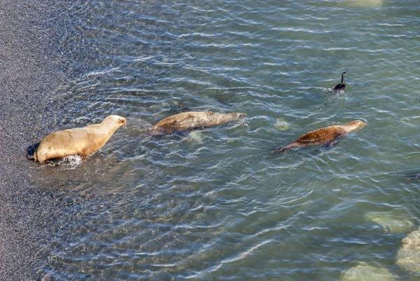 Les otaries d'Amérique du Sud vont nager — Photo