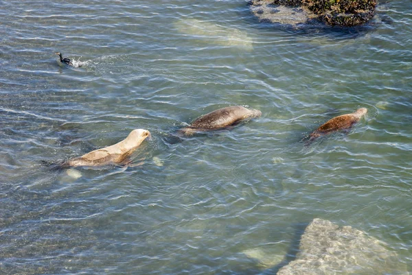 Leoni del mare sudamericano che vanno a nuotare — Foto Stock