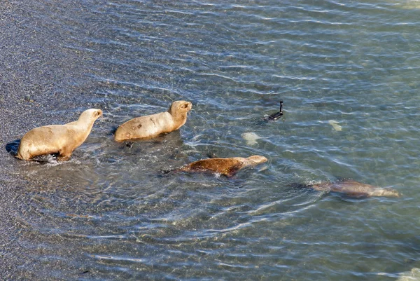 Zuid-Amerikaanse zeeleeuwen gaan zwemmen — Stockfoto