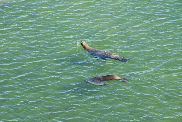 Морские львы собираются поплавать — стоковое фото