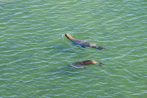 Sea Lions kommer att simma — Stockfoto