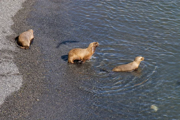 南アメリカのアシカが泳ぎに行く — ストック写真