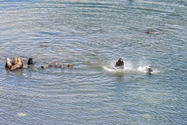 Sea Lions kommer att simma — Stockfoto