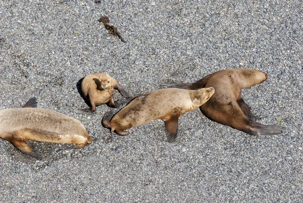 Südamerikanische Seelöwen — Stockfoto