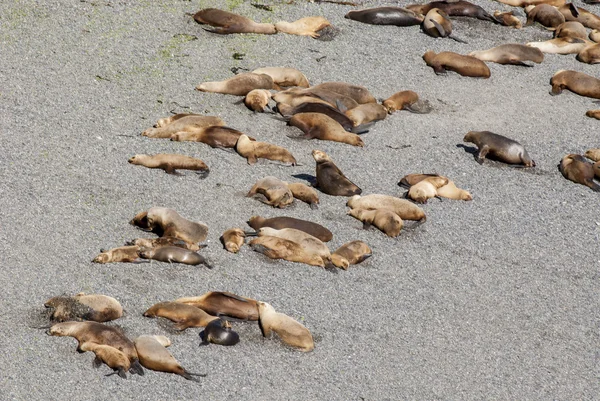 South American Sea Lions — Stock Photo, Image