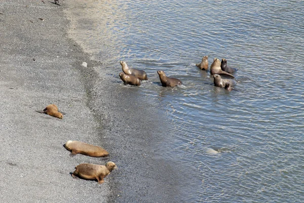 Leones del mar sudamericano van a nadar — Foto de Stock