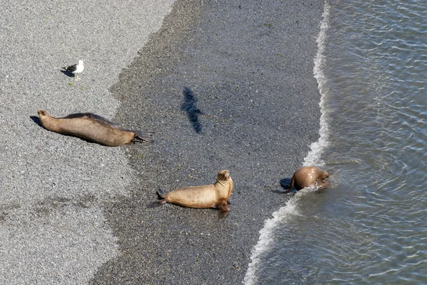 Les otaries d'Amérique du Sud vont nager — Photo