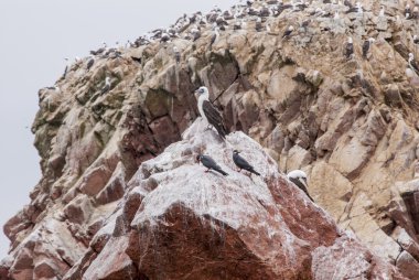 Koloni karabatak - Ballestas Adaları doğa rezerv - Peru
