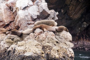Güney Amerika Deniz Aslan - Ballestas Adası kolonisi