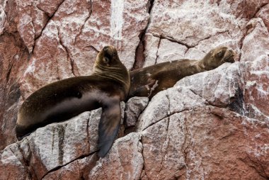 Güney Amerika Deniz Aslan - Ballestas Adası kolonisi