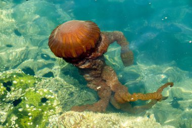 Masmavi okyanusta bir denizanası