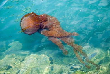 Masmavi okyanusta bir denizanası