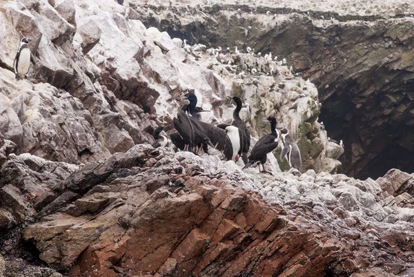 Kolonie kormoránů - ostrovy Ballestas přírodní rezervace - Peru — Stock fotografie