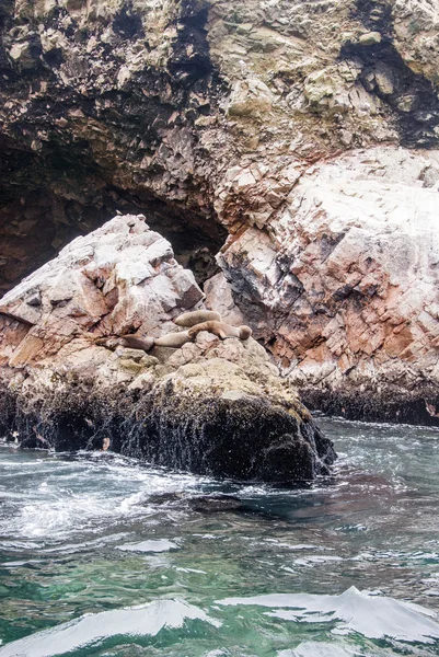 Colonia de lobos marinos sudamericanos - Ballestas Island — Foto de Stock