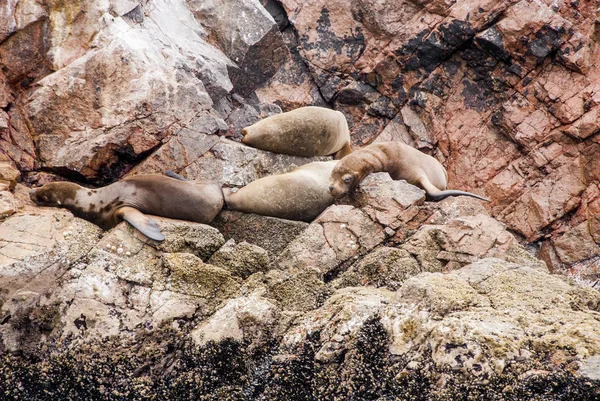 Colonia de lobos marinos sudamericanos - Ballestas Island — Foto de Stock