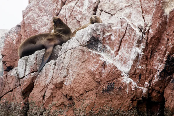 Colonia de lobos marinos sudamericanos - Ballestas Island — Foto de Stock