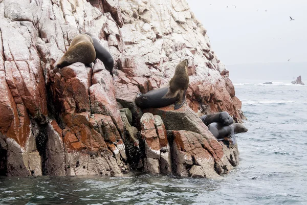 Colonia de lobos marinos sudamericanos - Ballestas Island —  Fotos de Stock