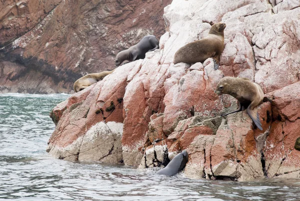 Colonia de lobos marinos sudamericanos - Ballestas Island — Foto de Stock