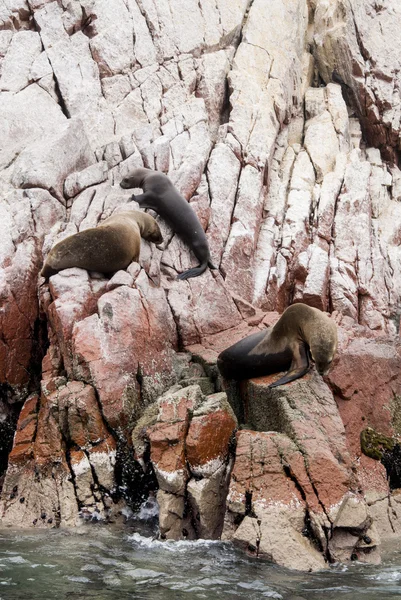 Kolonie hřívnatý - Ballestas ostrov — Stock fotografie