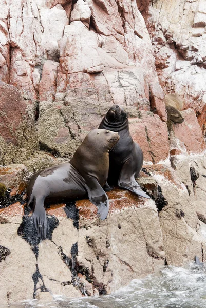 Colonia de lobos marinos sudamericanos - Ballestas Island —  Fotos de Stock