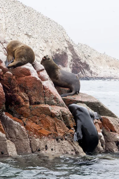 Colonia del leone del mare sudamericano - Ballestas Island — Foto Stock