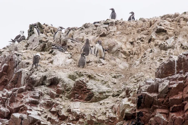 Kormoránů a tučňáků na ostrovy Ballestas Peru — Stock fotografie