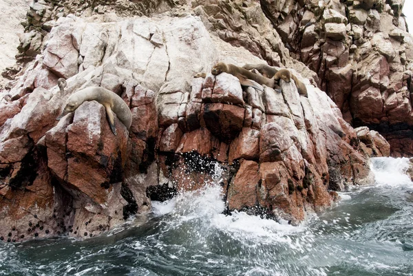 Colonia de lobos marinos sudamericanos - Ballestas Island — Foto de Stock